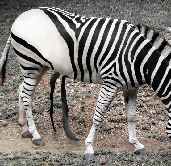 Creation of White Zebra with Black Strips : Step 6